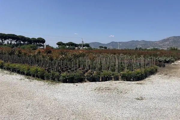 Poyraz Çiçekçilik Bitki Üretim Satış - Resim 15