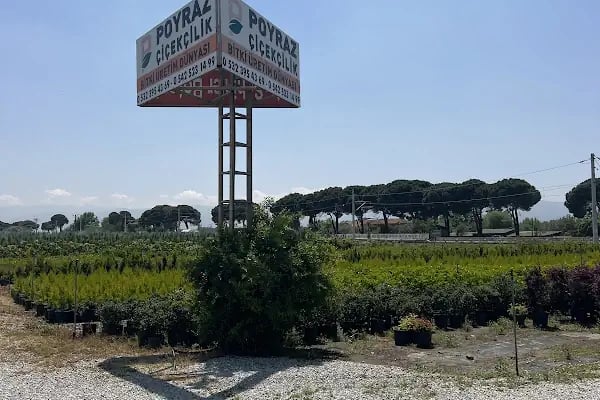Poyraz Çiçekçilik Bitki Üretim Satış - Resim 14