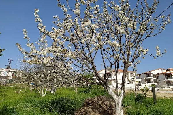 Sultaniçe Yazlık - Resim 2