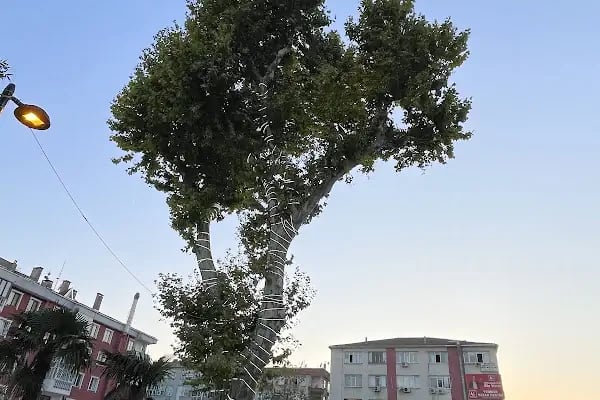 Türkiye İş Bankası Çarşı-Avcılar/İstanbul Şubesi - Resim 15