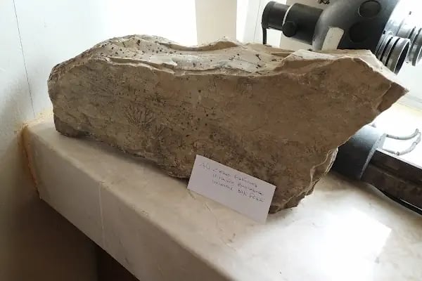 Ziraat Fakültesi Müzesi - Resim 15