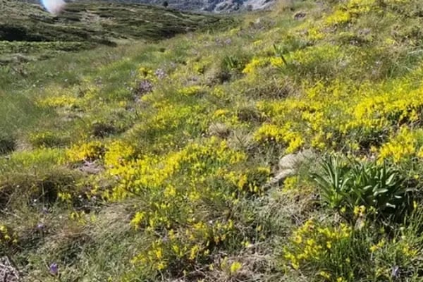 Uludağ Milli Parkı - Resim 4