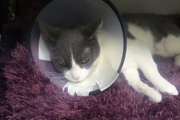 Prive Veteriner Kliniği 7/24 Küçükçekmece Sefaköy - Resim 11