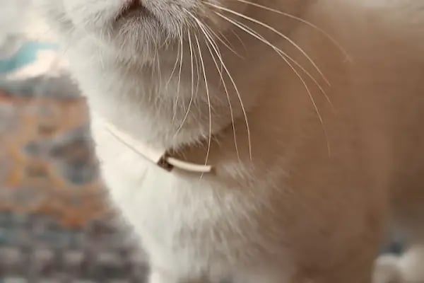 Prive Veteriner Kliniği 7/24 Küçükçekmece Sefaköy - Resim 18