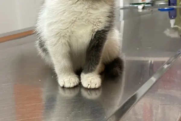 Prive Veteriner Kliniği 7/24 Küçükçekmece Sefaköy - Resim 7