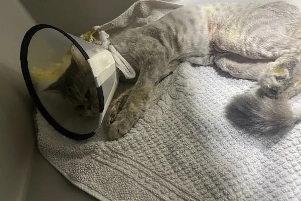 Prive Veteriner Kliniği 7/24 Küçükçekmece Sefaköy - Resim 15