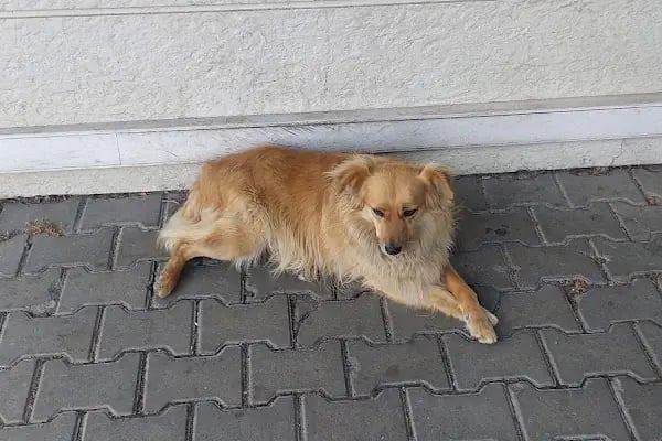 Prive Veteriner Kliniği 7/24 Küçükçekmece Sefaköy - Resim 9