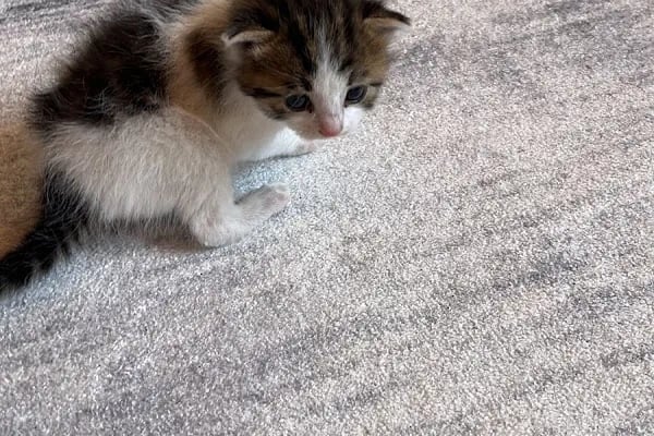 Prive Veteriner Kliniği 7/24 Küçükçekmece Sefaköy - Resim 8