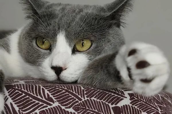 Prive Veteriner Kliniği 7/24 Küçükçekmece Sefaköy - Resim 10