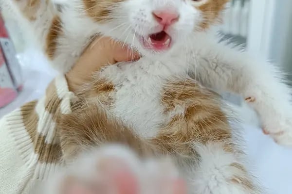 Prive Veteriner Kliniği 7/24 Küçükçekmece Sefaköy - Resim 12