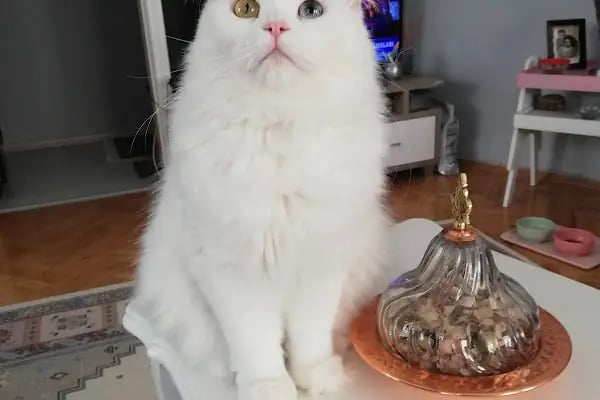 Pati Veteriner Muayenehanesi / Karaman mah.- Bursa - Resim 19
