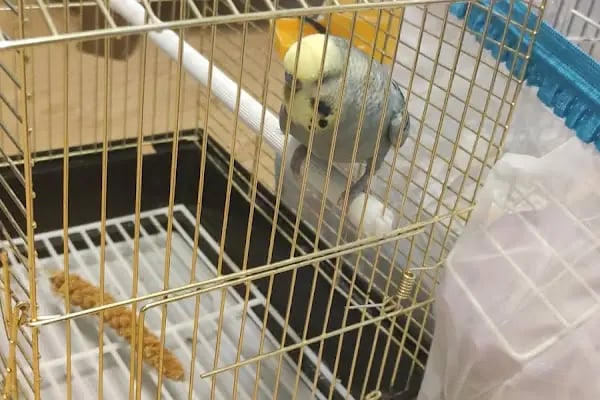 Alp Petshop Bayraklı - İZMİR - Resim 2