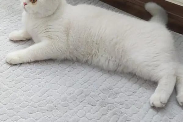 Alp Petshop Bayraklı - İZMİR - Resim 7