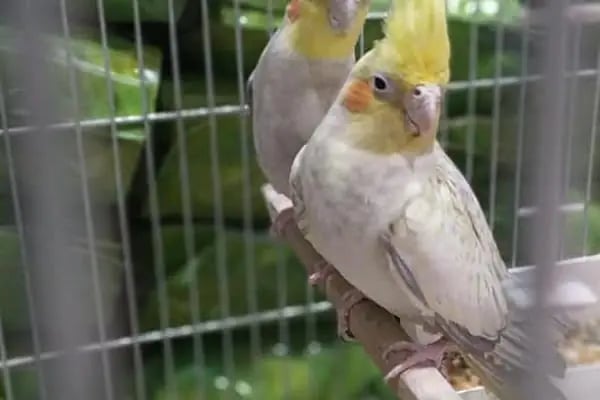 Alp Petshop Bayraklı - İZMİR - Resim 9