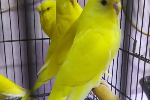 Alp Petshop Bayraklı - İZMİR - Resim 6