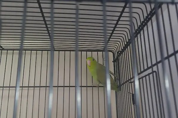 Alp Petshop Bayraklı - İZMİR - Resim 12