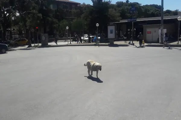 Bornova Metro İstasyonu - Resim 19