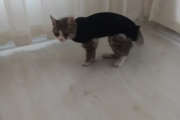 Canberk Baykal Veteriner Kliniği - Resim 3