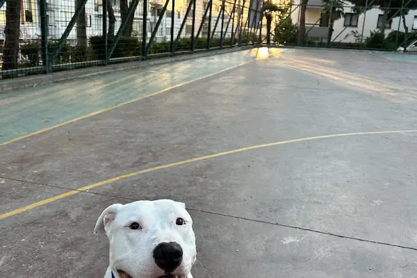 Canberk Baykal Veteriner Kliniği - Resim 2