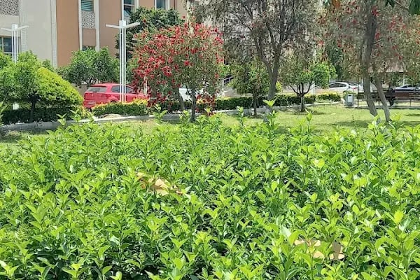 T.C. Aksu Belediye Sarayı - Resim 6