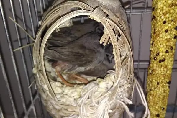 Sümbül Pet Shop Çiçekçilik - Resim 4