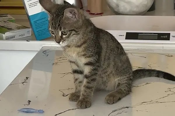 Konya | Vetonya Veteriner Kliniği - Resim 3