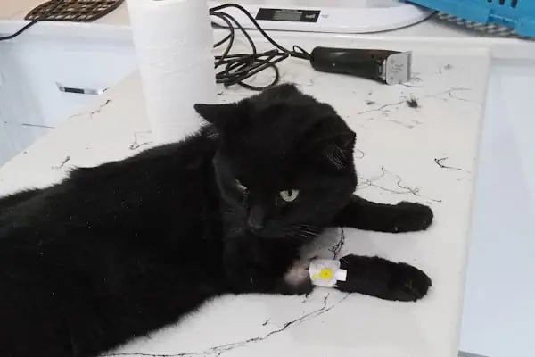 Konya | Vetonya Veteriner Kliniği - Resim 8