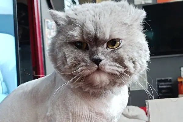Konya | Vetonya Veteriner Kliniği - Resim 5