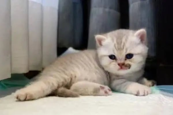 Konya | Vetonya Veteriner Kliniği - Resim 10