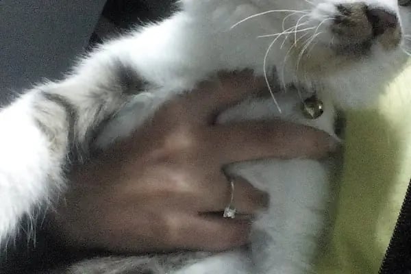 Konya | Vetonya Veteriner Kliniği - Resim 9