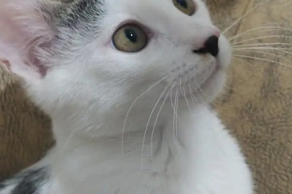 Konya | Vetonya Veteriner Kliniği - Resim 6