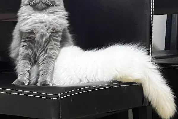 Konya | Vetonya Veteriner Kliniği - Resim 4