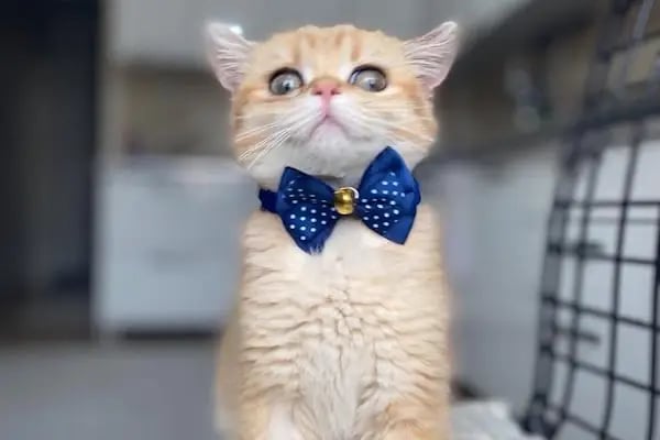 City Vet Veteriner Kliniği - Resim 10