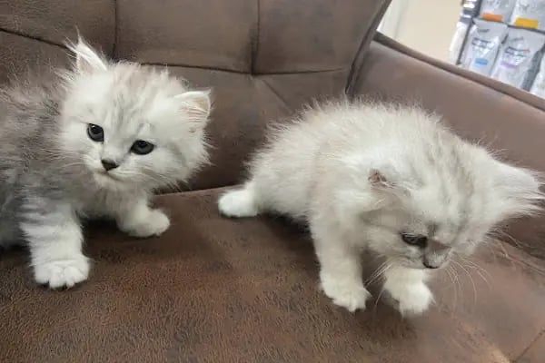 City Vet Veteriner Kliniği - Resim 18