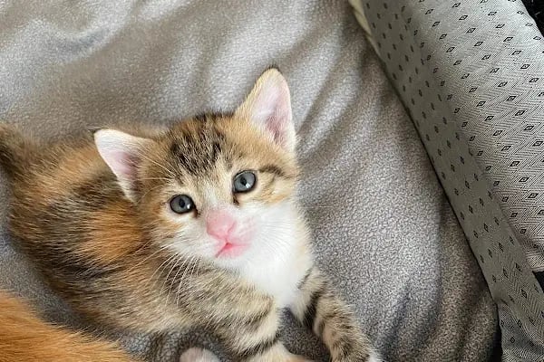 City Vet Veteriner Kliniği - Resim 4