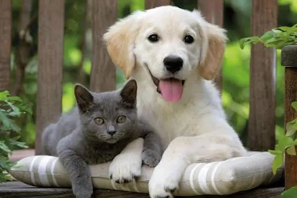 City Vet Veteriner Kliniği - Resim 6