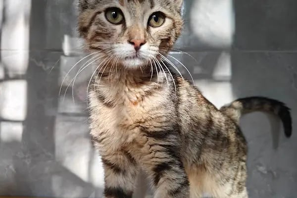 City Vet Veteriner Kliniği - Resim 3