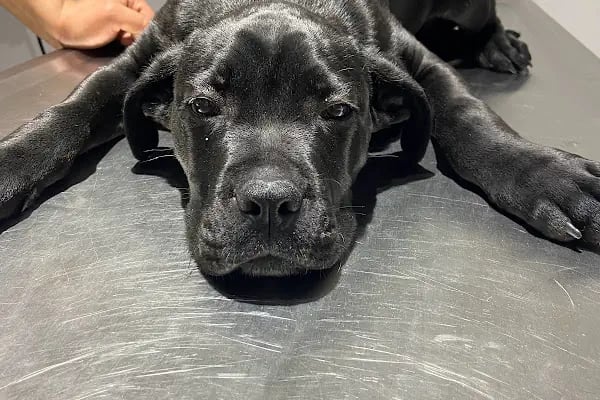 City Vet Veteriner Kliniği - Resim 17
