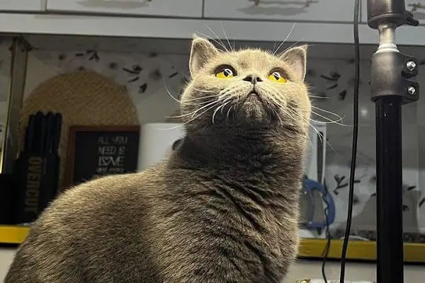 City Vet Veteriner Kliniği - Resim 13
