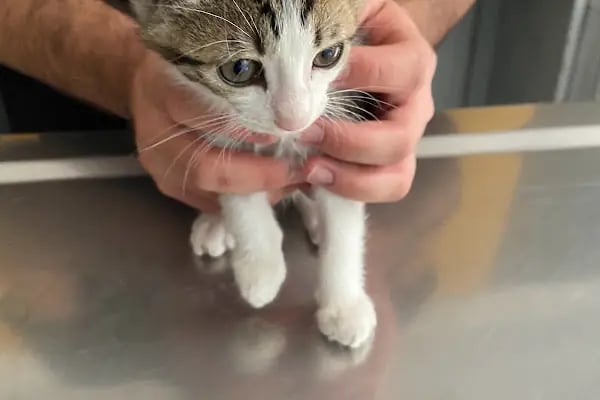 City Vet Veteriner Kliniği - Resim 2