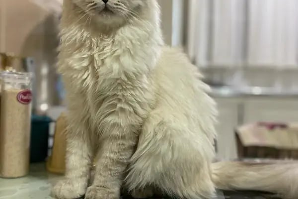 City Vet Veteriner Kliniği - Resim 14