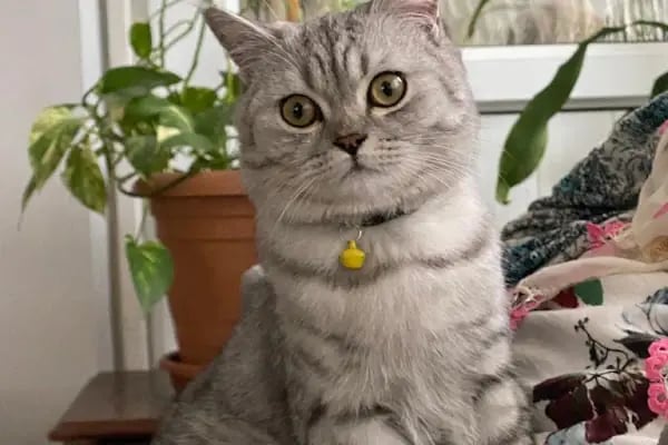 City Vet Veteriner Kliniği - Resim 8