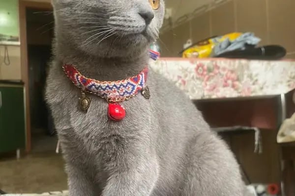 City Vet Veteriner Kliniği - Resim 15