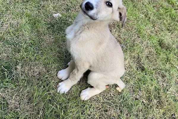 City Vet Veteriner Kliniği - Resim 9