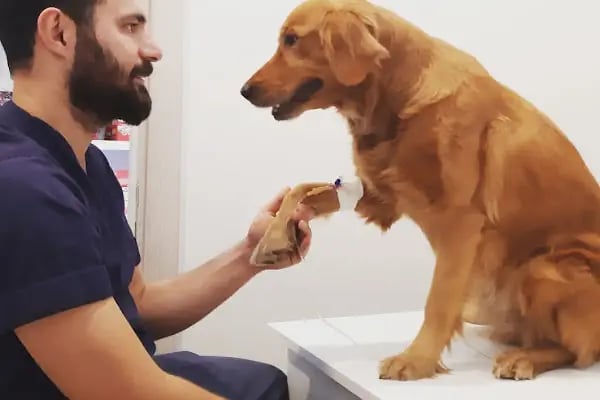 Bellus veteriner kliniği - Resim 5