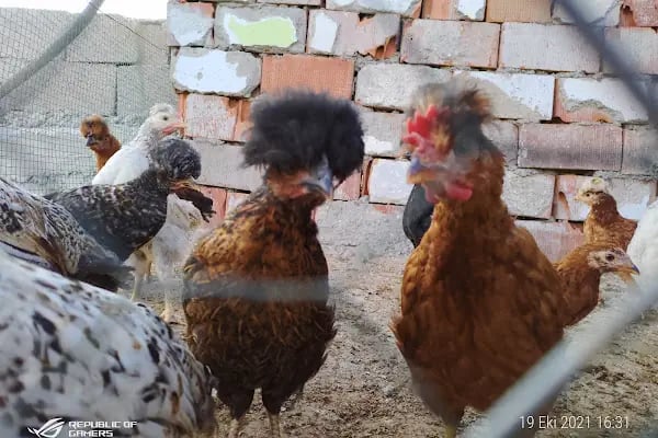 gürs kardeş kanatli hayvan çifliği - Resim 8