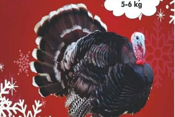 gürs kardeş kanatli hayvan çifliği - Resim 19