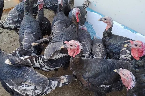 gürs kardeş kanatli hayvan çifliği - Resim 4