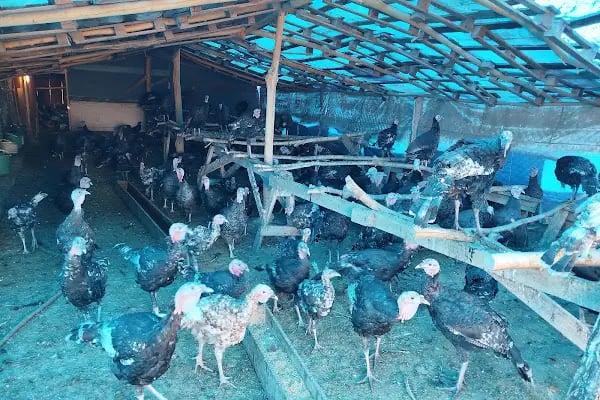 gürs kardeş kanatli hayvan çifliği - Resim 3