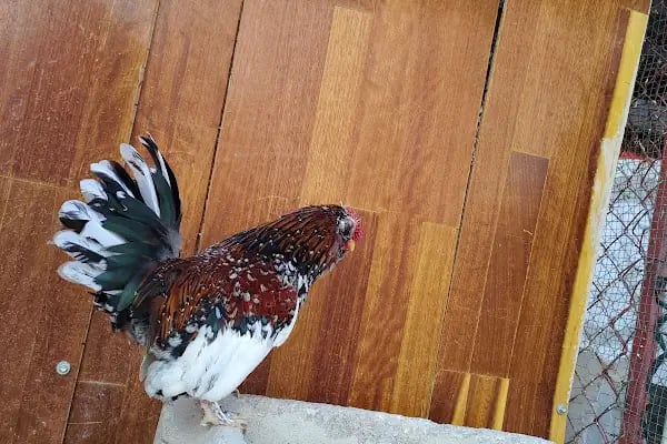 gürs kardeş kanatli hayvan çifliği - Resim 17